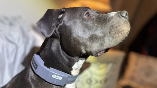 SpotOn GPS Dog Fence Review