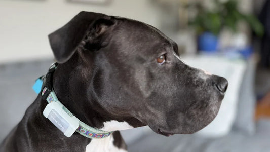 Petcube GPS Tracker Review