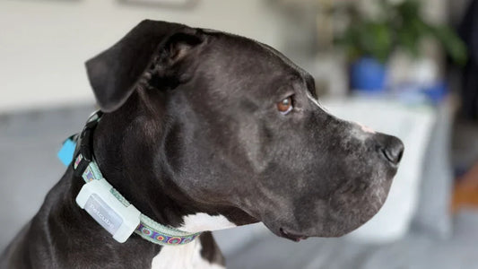 Petcube GPS Tracker Review