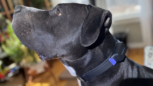 PetPace 2.0 Review